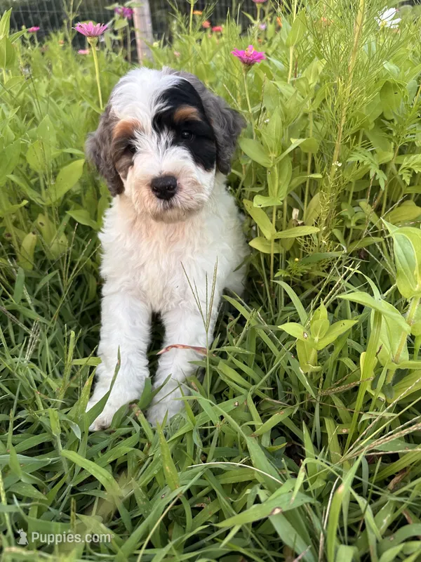 Froggy – Bernedoodle puppy for sale in West Jefferson, OH