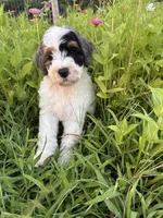 Froggy, a male Bernedoodle for sale in West Jefferson, OH – 1 of 10