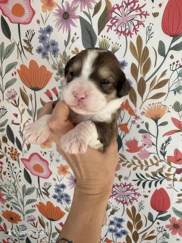 Bunny – Bernedoodle puppy for sale in West Jefferson, OH