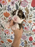 Bunny, a female Bernedoodle for sale in West Jefferson, OH – 1 of 5