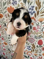 Rooster, a male Bernedoodle for sale in West Jefferson, OH – 4 of 5