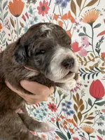 Moose, a male Bernedoodle for sale in West Jefferson, OH – 5 of 5