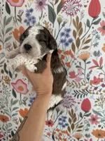 Hawk, a male Bernedoodle for sale in West Jefferson, OH – 3 of 4