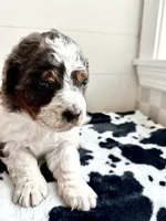 Otter, a male Bernedoodle for sale in West Jefferson, OH – 8 of 10