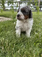 Otter, a male Bernedoodle for sale in West Jefferson, OH – 7 of 10