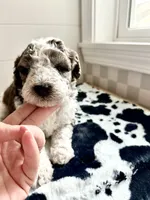 Hawk (reserved), a male Bernedoodle for sale in West Jefferson, OH – 7 of 8