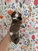Hawk, a male Bernedoodle for sale in West Jefferson, OH – 4 of 4