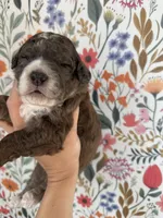 Moose, a male Bernedoodle for sale in West Jefferson, OH – 1 of 5