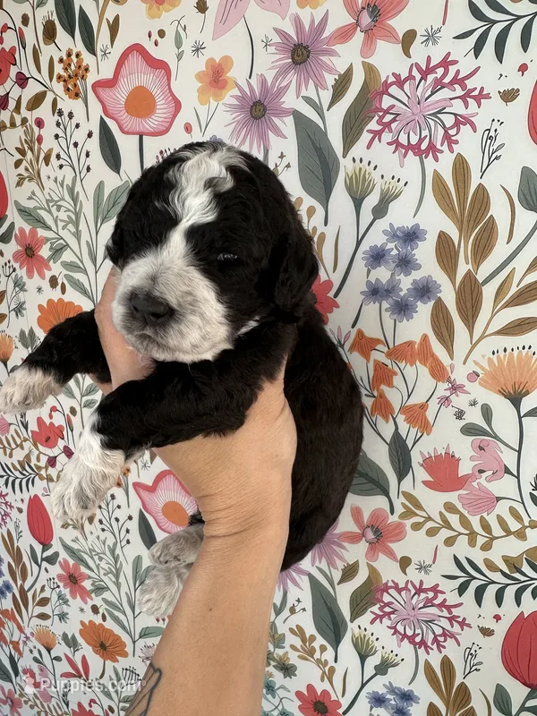 Birdie – Bernedoodle puppy for sale in West Jefferson, OH