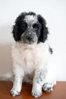 processed/264069ff-c8b7-4d01-a544-0849259842d2/listing/1e3db628-6a92-4086-9d81-2eb566634f39/6702b1cb-47d3-41f0-9209-56a98bb2f174