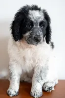 processed/264069ff-c8b7-4d01-a544-0849259842d2/listing/1e3db628-6a92-4086-9d81-2eb566634f39/99eb3de0-2da1-4fe0-9538-9593655a5f34