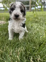 Hawk (reserved), a male Bernedoodle for sale in West Jefferson, OH – 5 of 8