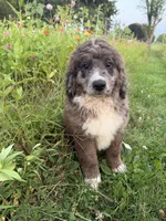 Moose (Ready now!!) , a male Bernedoodle for sale in West Jefferson, OH – 2 of 10