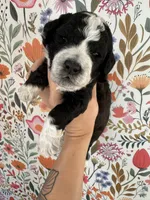 Birdie, a female Bernedoodle for sale in West Jefferson, OH – 3 of 5