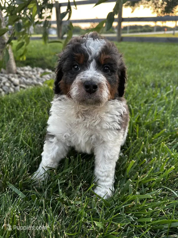 Otter – Bernedoodle puppy for sale in West Jefferson, OH