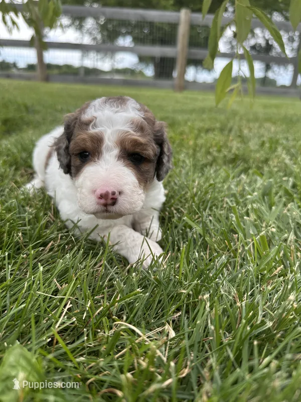 Cricket – Bernedoodle puppy for sale in West Jefferson, OH