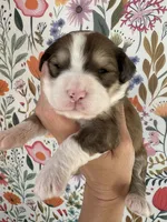 Bunny, a female Bernedoodle for sale in West Jefferson, OH – 3 of 5