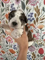 Hawk, a male Bernedoodle for sale in West Jefferson, OH – 1 of 4