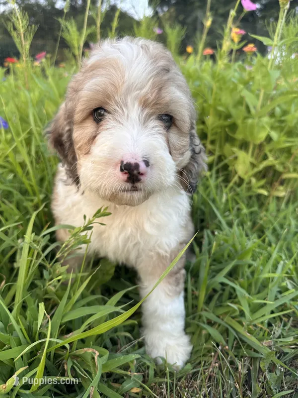 Bunny – Bernedoodle puppy for sale in West Jefferson, OH