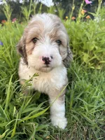 Bunny, a female Bernedoodle for sale in West Jefferson, OH – 1 of 10