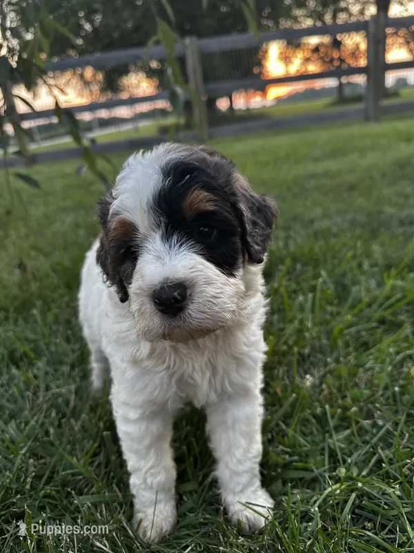 Froggy – Bernedoodle puppy for sale in West Jefferson, OH