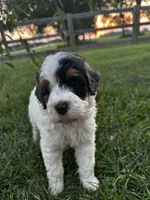 Froggy, a male Bernedoodle for sale in West Jefferson, OH – 5 of 10