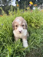 Bunny, a female Bernedoodle for sale in West Jefferson, OH – 2 of 10