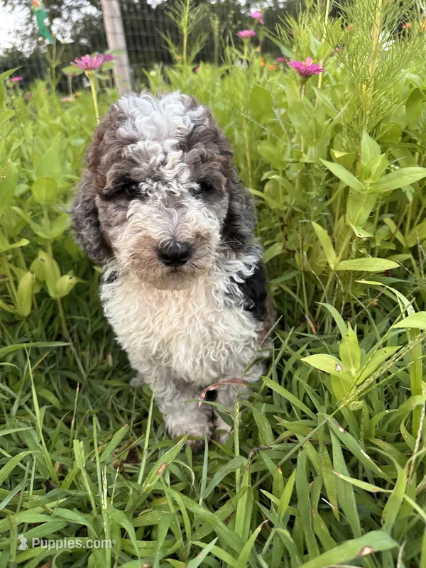 Hawk (reserved) – Bernedoodle puppy for sale in West Jefferson, OH