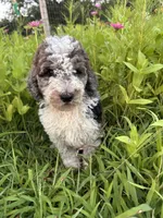 Hawk (reserved), a male Bernedoodle for sale in West Jefferson, OH – 1 of 8