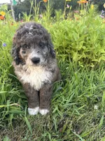 Moose, a male Bernedoodle for sale in West Jefferson, OH – 2 of 9