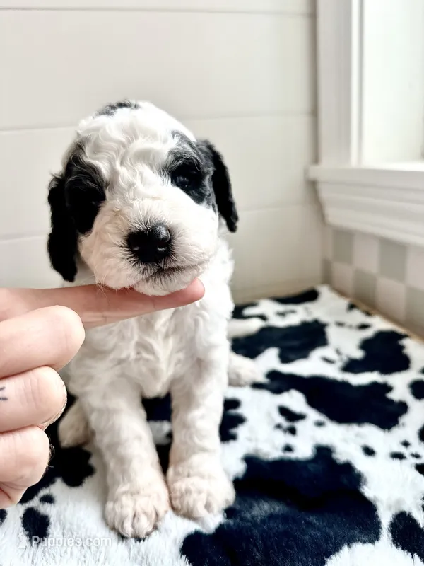 Duckie – Bernedoodle puppy for sale in West Jefferson, OH