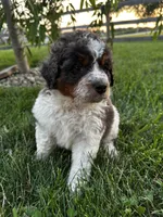 Otter, a male Bernedoodle for sale in West Jefferson, OH – 5 of 10