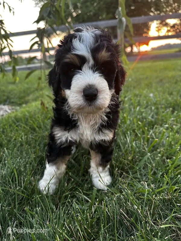 Rooster – Bernedoodle puppy for sale in West Jefferson, OH