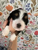 Rooster, a male Bernedoodle for sale in West Jefferson, OH – 3 of 5