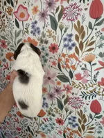 Froggy, a male Bernedoodle for sale in West Jefferson, OH – 2 of 5