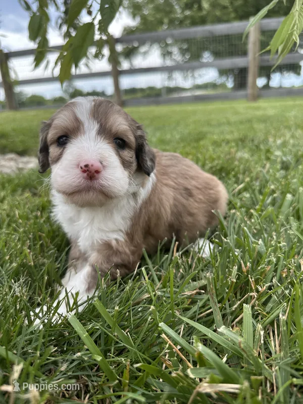 Bunny – Bernedoodle puppy for sale in West Jefferson, OH
