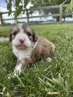 Bunny, a female Bernedoodle for sale in West Jefferson, OH – 7 of 10