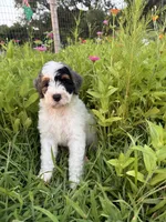 Froggy, a male Bernedoodle for sale in West Jefferson, OH – 4 of 10