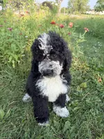 Birdie (She’s ready), a female Bernedoodle for sale in West Jefferson, OH – 2 of 10