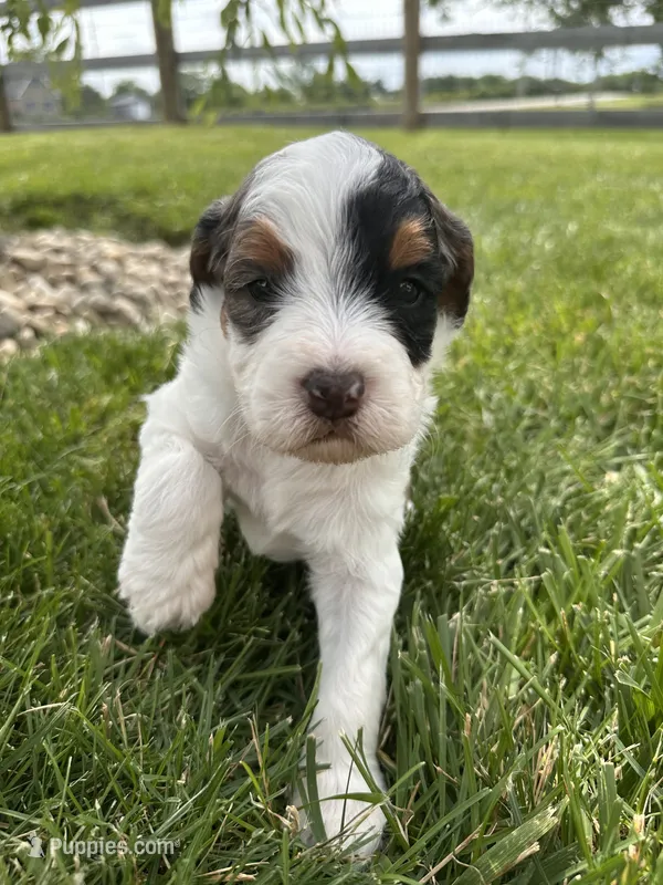 Froggy – Bernedoodle puppy for sale in West Jefferson, OH