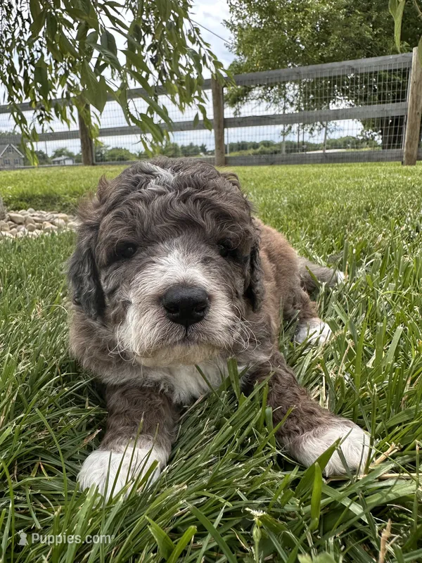 Moose – Bernedoodle puppy for sale in West Jefferson, OH
