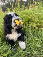 Birdie, a female Bernedoodle for sale in West Jefferson, OH – 3 of 10