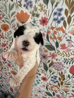 Duckie, a male Bernedoodle for sale in West Jefferson, OH – 4 of 4