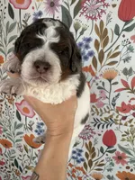 Otter, a male Bernedoodle for sale in West Jefferson, OH – 2 of 5
