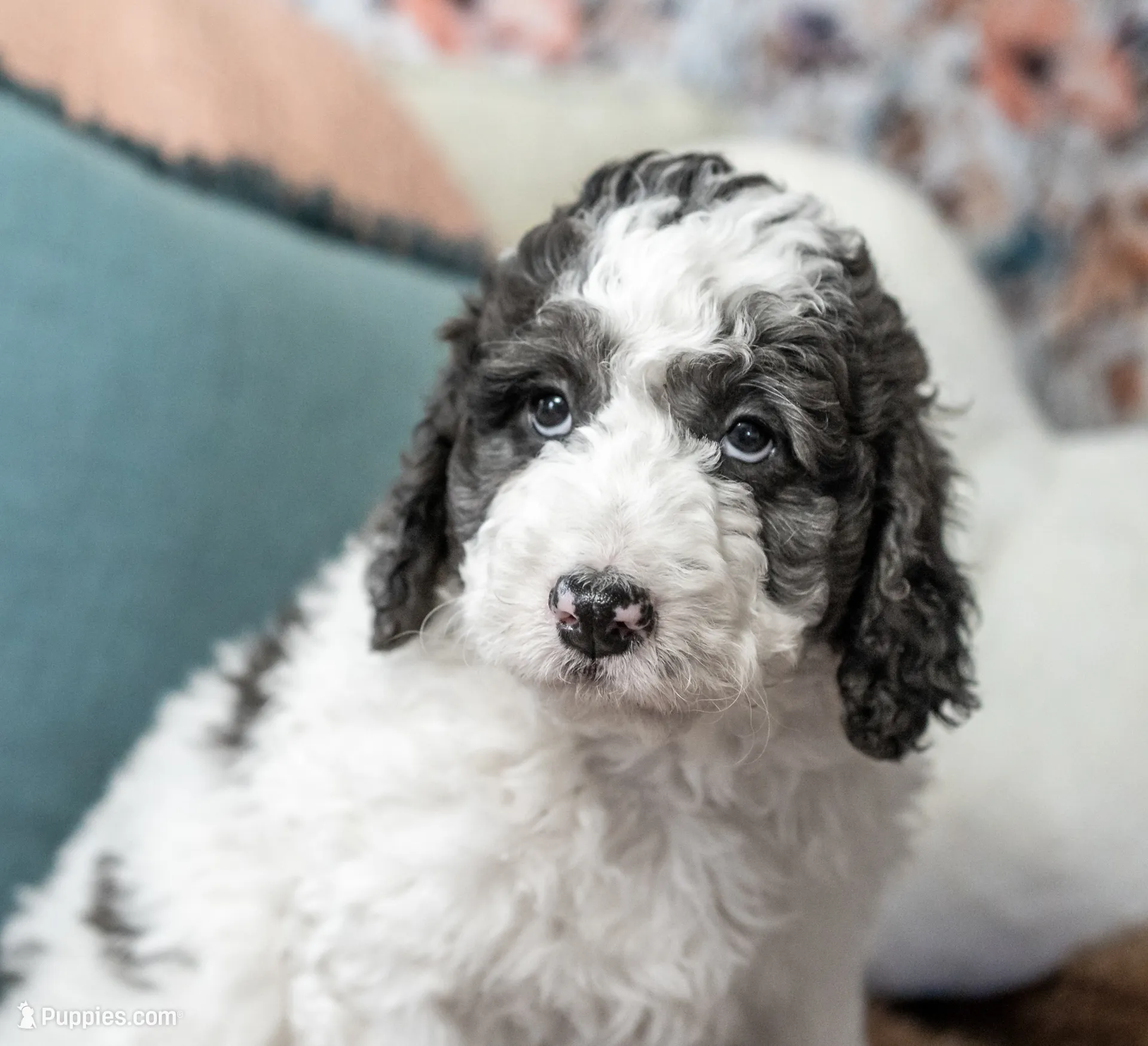 Daphne (Ready!), a female Bernedoodle for sale in West Jefferson, OH – Photo 10 of 10