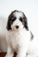 Daphne (Ready!), a female Bernedoodle for sale in West Jefferson, OH – Photo 5 of 10