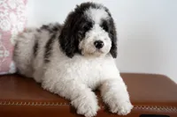 Daphne (Ready!), a female Bernedoodle for sale in West Jefferson, OH – Photo 1 of 10