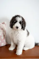 Daphne (Ready!), a female Bernedoodle for sale in West Jefferson, OH – Photo 3 of 10