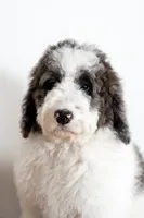 Daphne (Ready!), a female Bernedoodle for sale in West Jefferson, OH – Photo 2 of 10