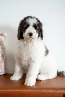 Daphne (Ready!), a female Bernedoodle for sale in West Jefferson, OH – Photo 6 of 10